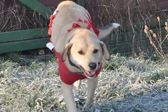 ZELDA młoda piękna radosna sunia tak bardzo chciał