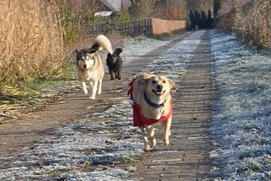 ZELDA młoda piękna radosna sunia tak bardzo chciał