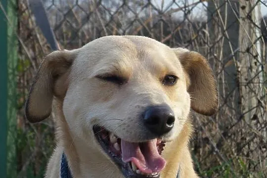 ZELDA młoda piękna radosna sunia tak bardzo chciał