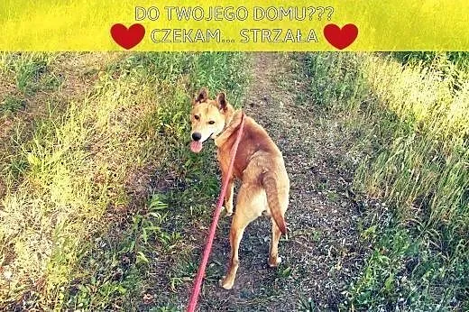 Niesamowita, młoda, piękna, radosna, grzeczna, koc