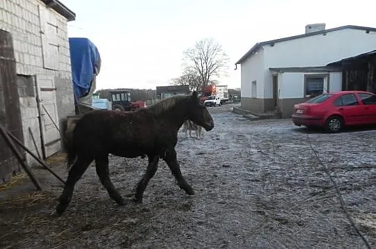 Sprtzedam ogierka zimnokrwistego
