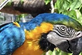 Kupię Ary Ararauna