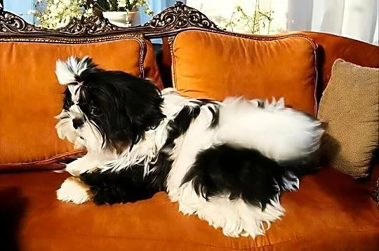 Shih tzu suczka piękna