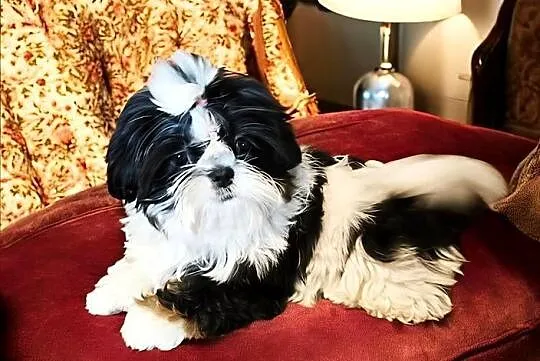 Shih tzu suczka piękna, Dolnośląskie, Wałbrzych