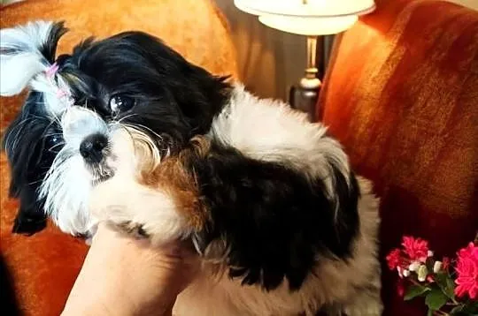 Shih tzu suczka piękna, Dolnośląskie, Wałbrzych
