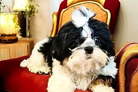 Shih tzu suczka piękna, Dolnośląskie, Wałbrzych