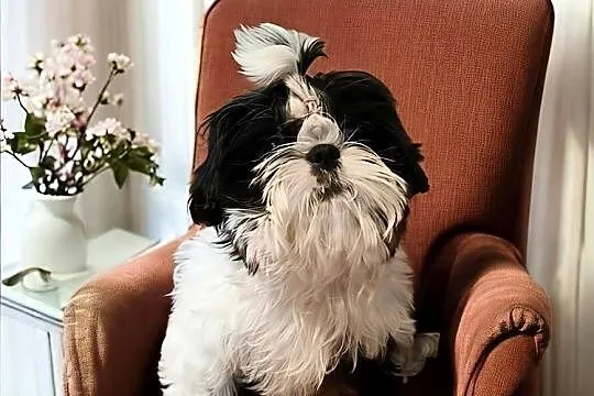 Shih tzu suczka piękna, Dolnośląskie, Wałbrzych