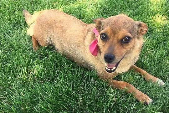 Mikrosunia Żabcia, cudowna, przytulaśna do adopcji!, Mazowieckie, Warszawa