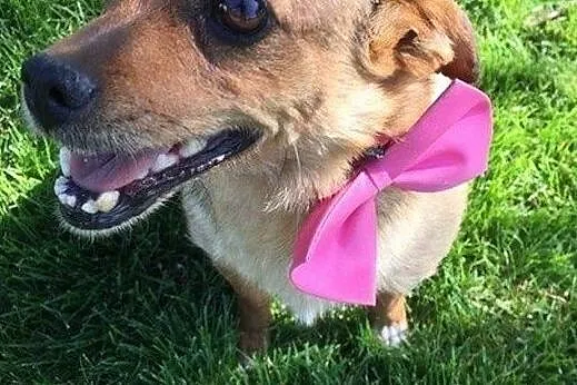 Mikrosunia Żabcia, cudowna, przytulaśna do adopcji!, Mazowieckie, Warszawa