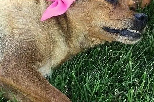 Mikrosunia Żabcia, cudowna, przytulaśna do adopcji!, Mazowieckie, Warszawa