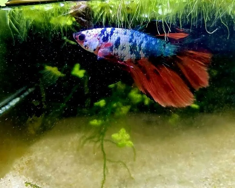 Bojownik HM nemo, Śląskie, Rybnik
