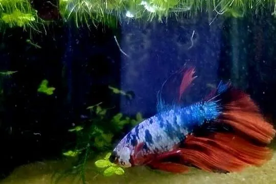 Bojownik HM nemo, Śląskie, Rybnik