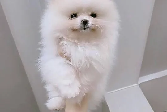 Szpic miniaturowy pomeranian suczka zkwp/FCI, Małopolskie, Kraków