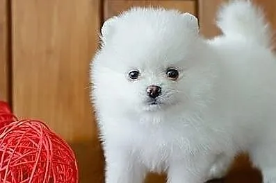 Szpic miniaturowy pomeranian suczka zkwp/FCI, Małopolskie, Kraków