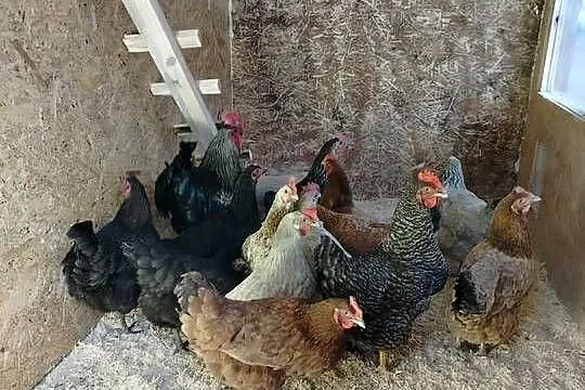 Kurnik, Podkarpackie, Bircza
