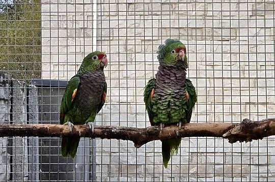 Amazonka pąsowa, Wielkopolskie, Rakoniewice