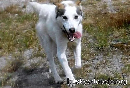 Roki- młody i inteligentny mix husky do adopcji,