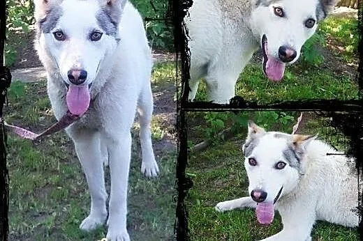 Roki- młody i inteligentny mix husky do adopcji,  