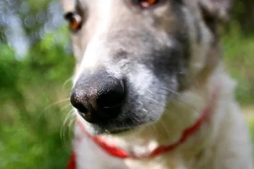 Lilka - kochana, psia przylepa,  Kundelki cała Polska