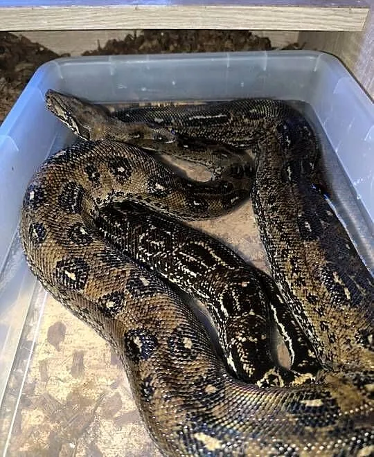 Boa cesarski samica leopard, Śląskie, Lubliniec