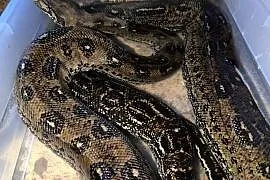 Boa cesarski samica leopard