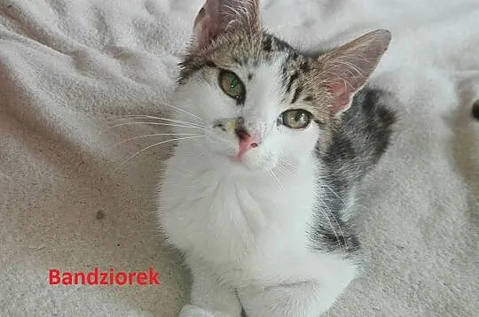 3 miesięczne kociaki czekają na domy