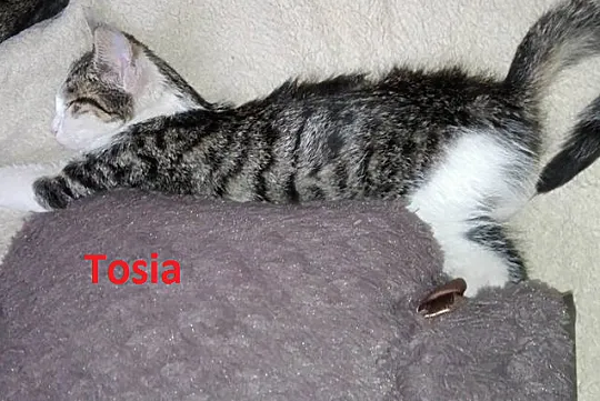 3 miesięczne kociaki czekają na domy