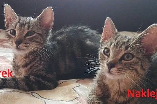 3 miesięczne kociaki czekają na domy