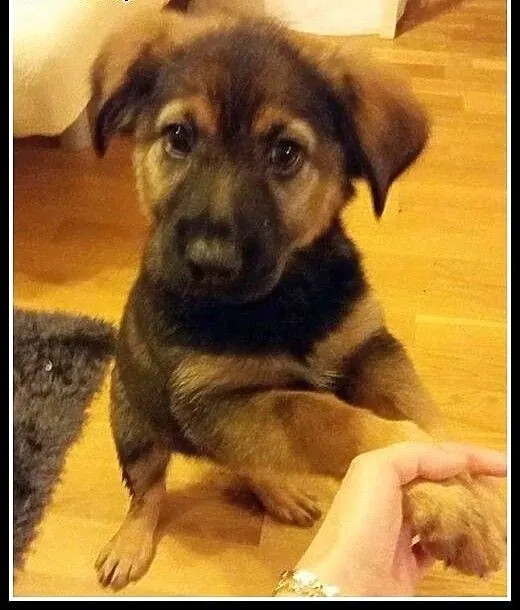 Około 2-miesięczny, kochany Fido szuka domu, mazo