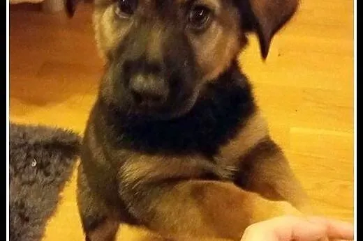 Około 2-miesięczny, kochany Fido szuka domu,  mazo