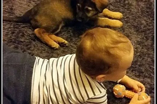 Około 2-miesięczny, kochany Fido szuka domu,  mazo