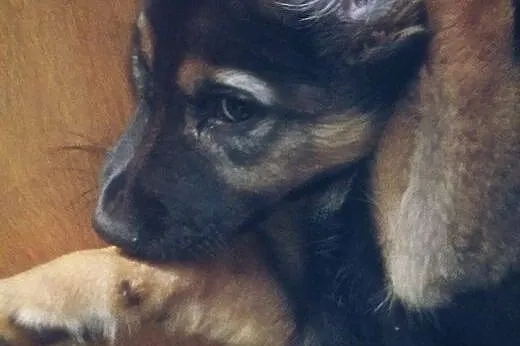 Około 2-miesięczny, kochany Fido szuka domu,  mazo
