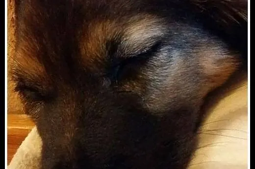 Około 2-miesięczny, kochany Fido szuka domu,  mazo