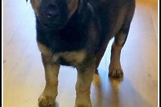 Około 2-miesięczny, kochany Fido szuka domu,  mazo