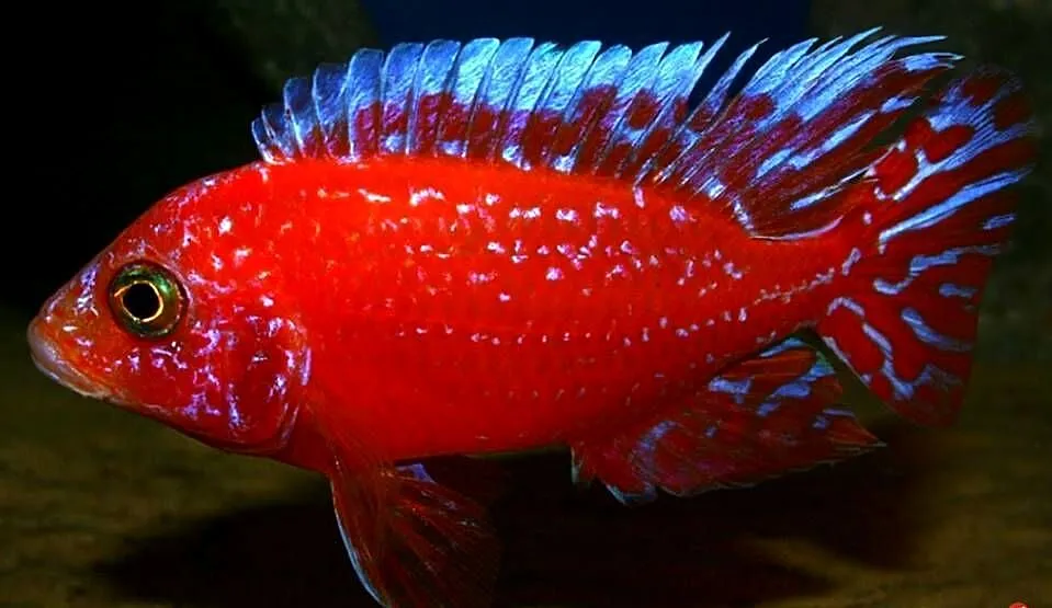 Aulonocara Fire Fish - SAMCE XXL - 10CM - Pyszczaki - PIĘKNE, Pomorskie, Gdańsk