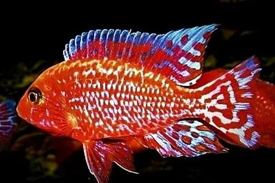 Aulonocara Fire Fish - SAMCE XXL - 10CM - Pyszczaki - PIĘKNE, Pomorskie, Gdańsk