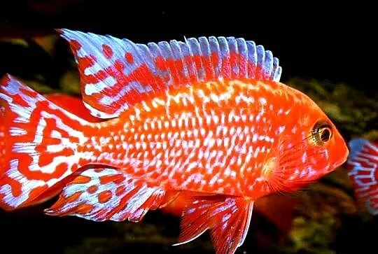 Aulonocara Fire Fish - SAMCE XXL - 10CM - Pyszczaki - PIĘKNE, Pomorskie, Gdańsk