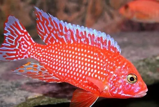Aulonocara Fire Fish - SAMCE XXL - 10CM - Pyszczaki - PIĘKNE, Pomorskie, Gdańsk