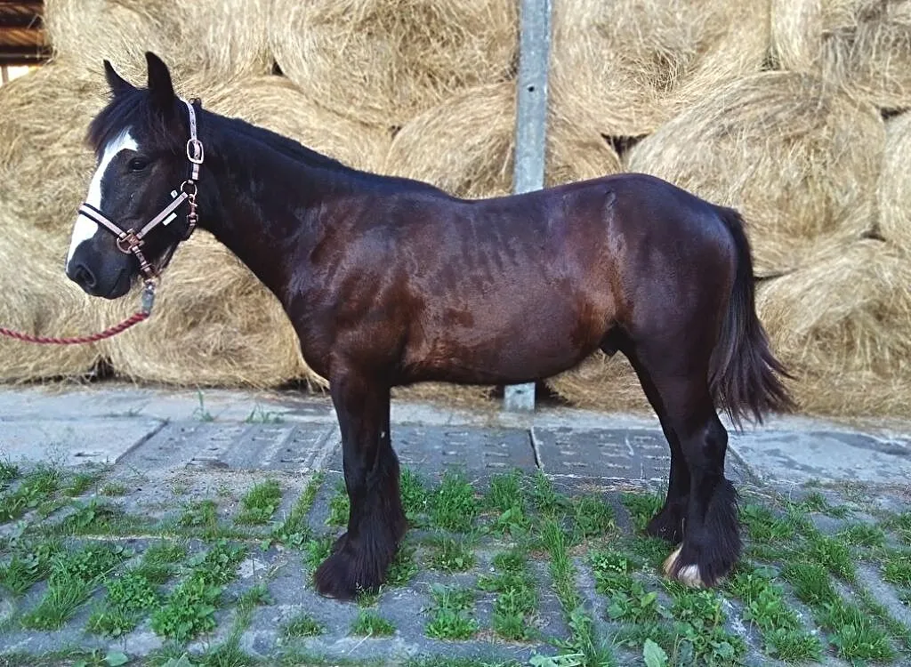 Skarb benny - uroczy tinker :), ,