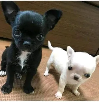 Przepiękne szczenięta chihuahua gotowe do sprzedaży w nowych domach, Świętokrzyskie, Ostrowiec Świętokrzyski