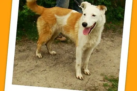 11 m-cy,18 kg,radosny ,przyjacielski,zabawowy psia