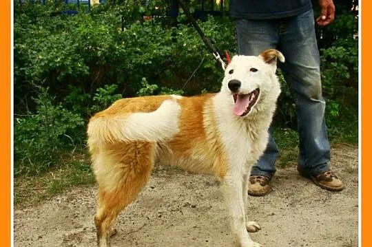 11 m-cy,18 kg,radosny ,przyjacielski,zabawowy psia