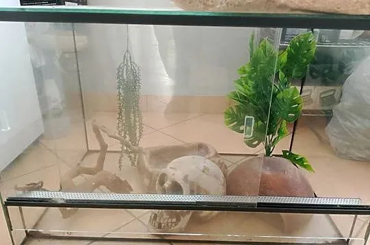 Terrarium dla węża, Świętokrzyskie, Końskie