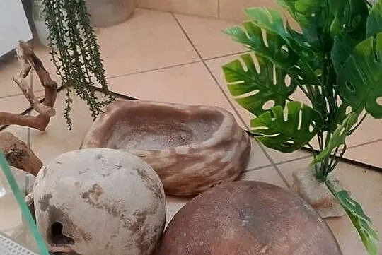 Terrarium dla węża, Świętokrzyskie, Końskie