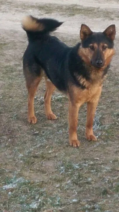 Piękny, wesoły OWCZAREK Borys, POSŁUSZNY psiak szu