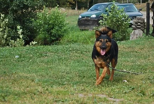Piękny, wesoły OWCZAREK Borys, POSŁUSZNY psiak szu