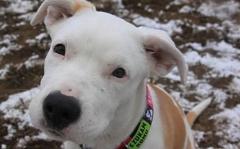 STONKA szczenie mix amstaff czeka na adopcję