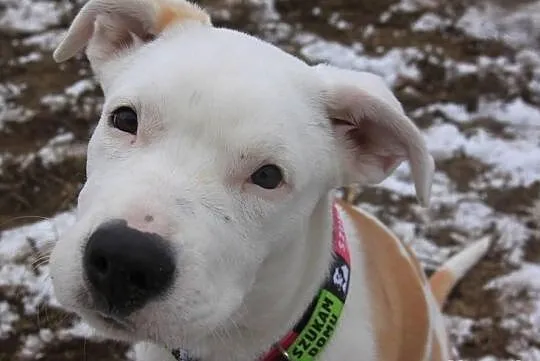 STONKA szczenie mix amstaff czeka na adopcję