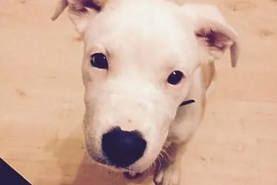 STONKA szczenie mix amstaff czeka na adopcję
