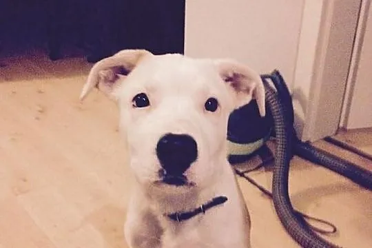 STONKA szczenie mix amstaff czeka na adopcję